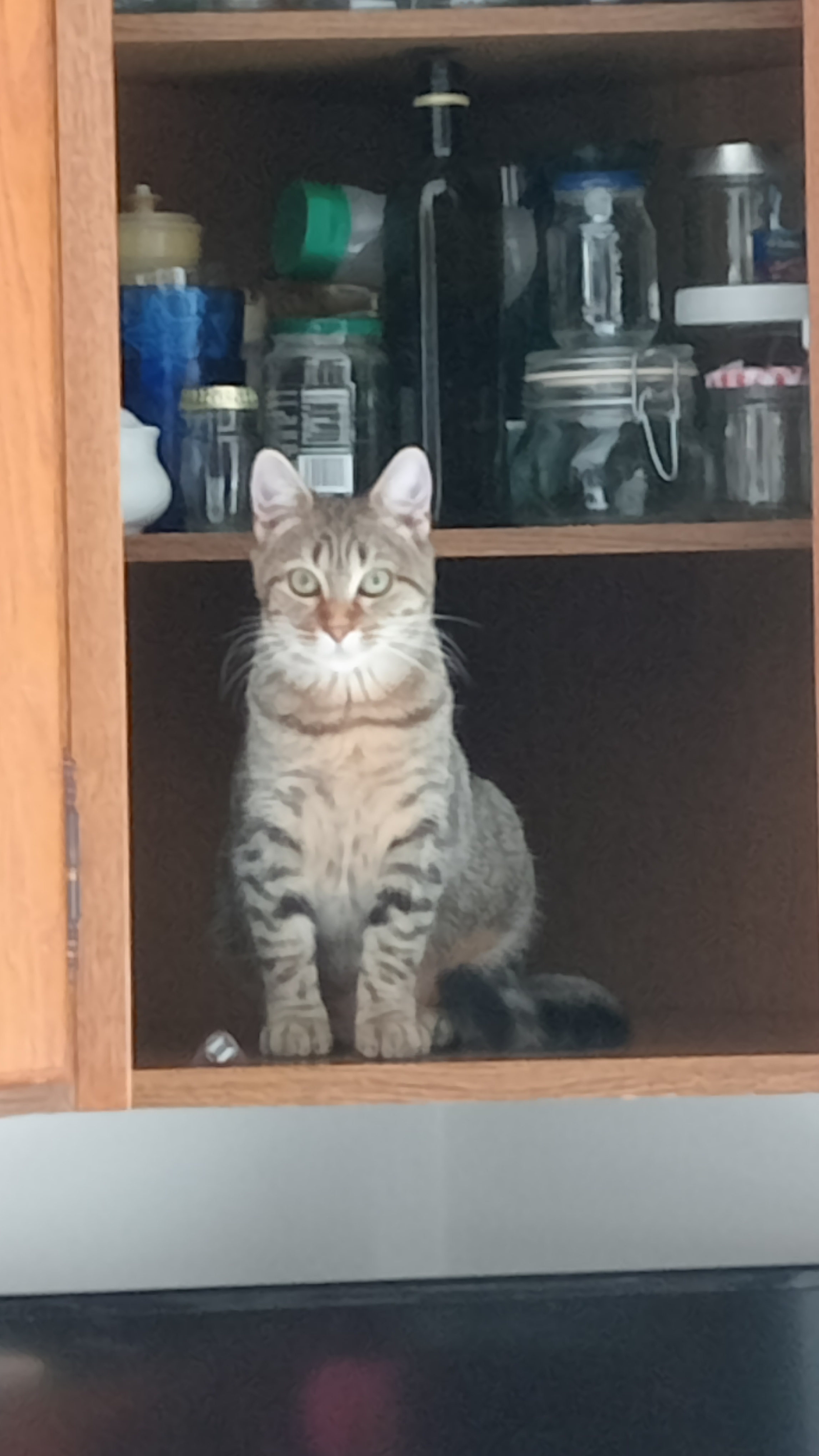 Brigida Floriana Incorvaia